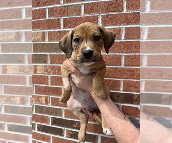 Medium Photo #3 Mutt Puppy For Sale in Candler, NC, USA
