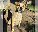 SAMANTHA - Female Mutt Dog for Adoption - Small photo