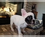 Small Photo #1 French Bulldog Puppy For Sale in OSHKOSH, WI, USA
