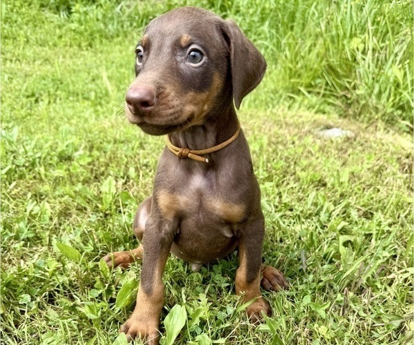Medium Photo #6 Doberman Pinscher Puppy For Sale in POMEROY, OH, USA