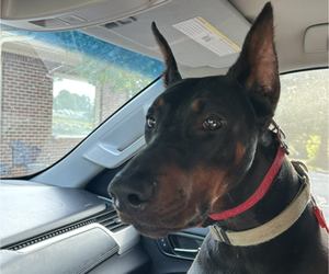 Mother of the Doberman Pinscher puppies born on 08/16/2025