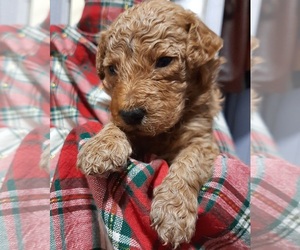 Goldendoodle Puppy for sale in BREVARD, NC, USA