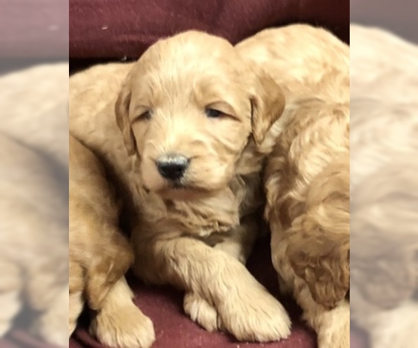 Medium Photo #6 Goldendoodle (Miniature) Puppy For Sale in CONOWINGO, MD, USA