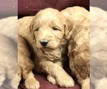 Small Photo #6 Goldendoodle (Miniature) Puppy For Sale in CONOWINGO, MD, USA