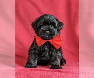Havanese-Poodle (Toy) Mix Puppy for sale in CHRISTIANA, PA, USA