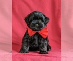 Small Havanese-Poodle (Toy) Mix