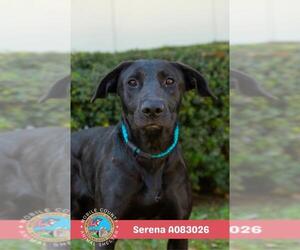 SERENA - Female Labrador Retriever Dog for Adoption - Photo #2