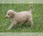 Small Photo #11 Goldendoodle Puppy For Sale in MEMPHIS, MO, USA