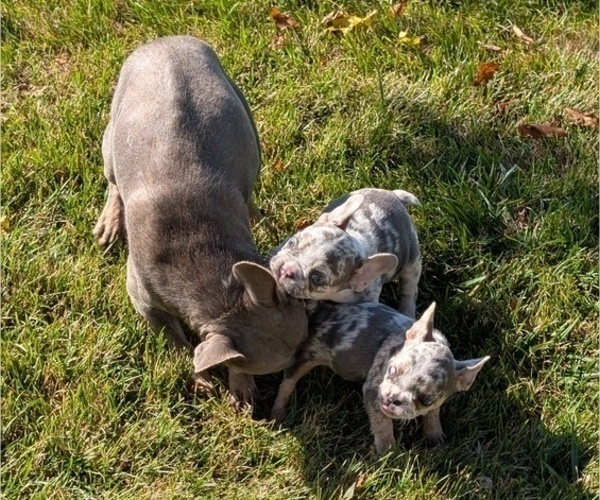 Medium Photo #30 French Bulldog Puppy For Sale in GOSHEN, IN, USA