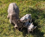 Small Photo #30 French Bulldog Puppy For Sale in GOSHEN, IN, USA