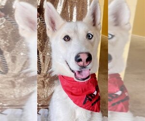 - Mix Dogs for adoption in Kansas City, MO, USA