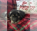 Puppy Col Hogan German Shepherd Dog