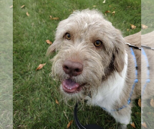 Medium Photo #3 Mutt Puppy For Sale in Fargo, ND, USA