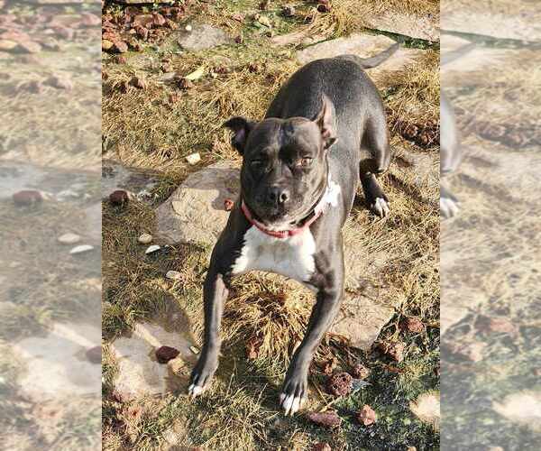 Medium Photo #7 American Pit Bull Terrier-Unknown Mix Puppy For Sale in Boston, MA, USA