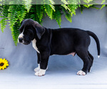 Small #2 Great Dane