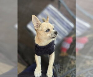 Fred Rogers - Male Mutt Dog for Adoption - Photo #4
