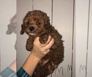 Golden Retriever-Poodle (Toy) Mix Puppy for sale in CLARE, IL, USA