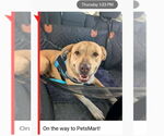 Small #6 American Staffordshire Terrier-Labrador Retriever Mix