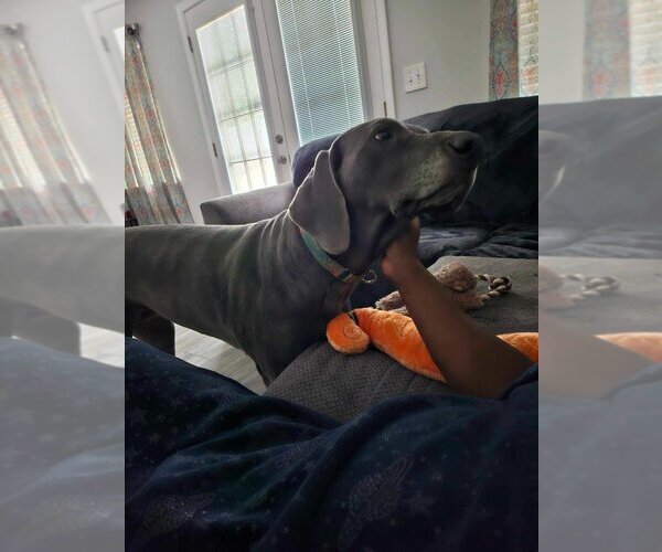 Medium Photo #10 Great Dane Puppy For Sale in Bullard, TX, USA