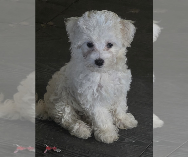 Medium Photo #1 Maltipoo Puppy For Sale in NEWNAN, GA, USA
