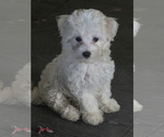 Image preview for Ad Listing. Nickname: Maltipoo