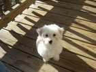 Small Photo #7 Coton de Tulear Puppy For Sale in HORSE BRANCH, KY, USA