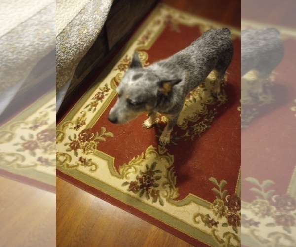 Medium Photo #1 Australian Cattle Dog Puppy For Sale in FERRUM, VA, USA