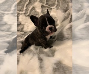 French Bulldog Puppy for sale in JOHNS ISLAND, SC, USA