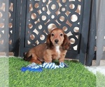 Small #2 Dachshund
