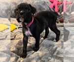 Small #2 Boxer