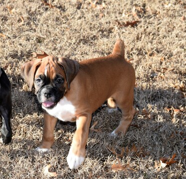 Medium Photo #25 Boxer Puppy For Sale in CHILHOWEE, MO, USA