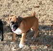 Small Photo #25 Boxer Puppy For Sale in CHILHOWEE, MO, USA