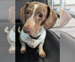 Small Dachshund