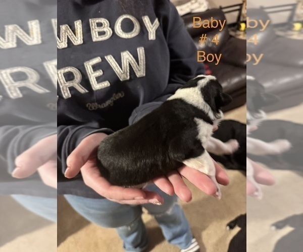 Medium Photo #29 Border-Aussie Puppy For Sale in MADRID, IA, USA