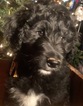 Small Photo #15 Aussiedoodle Puppy For Sale in ARBA, IN, USA