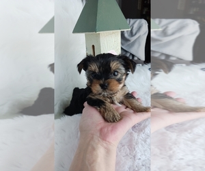 Yorkshire Terrier Puppy for sale in LEBANON, OR, USA