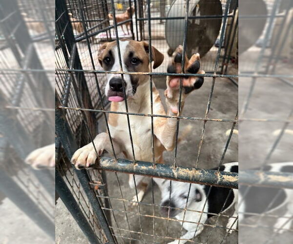 Medium Photo #1 Mutt Puppy For Sale in Jackson, MS, USA