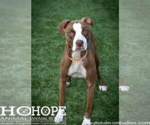 American Staffordshire Terrier Dogs for adoption in Godfrey, IL, USA