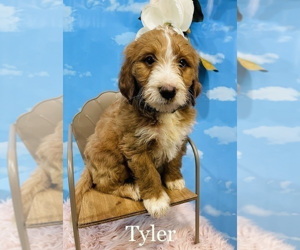 Medium Photo #2 Goldendoodle (Miniature) Puppy For Sale in HENDERSONVILLE, NC, USA