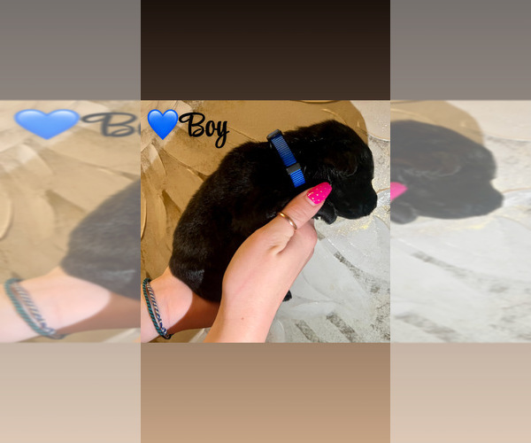 Medium Photo #6 Native American Indian Dog-Schnauzer (Giant) Mix Puppy For Sale in AMARILLO, TX, USA