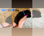 Small #5 Native American Indian Dog-Schnauzer (Giant) Mix