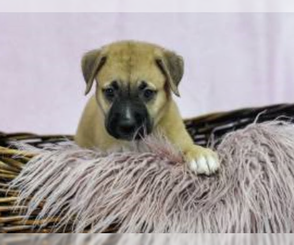 Medium Photo #3 Labrador Retriever-Unknown Mix Puppy For Sale in Sanford, FL, USA