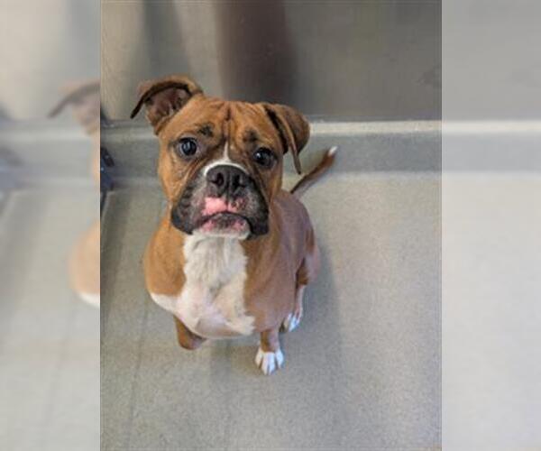 Medium Photo #1 Boxer Puppy For Sale in San Martin, CA, USA