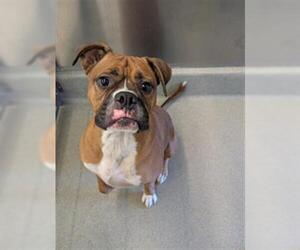 Boxer Dogs for adoption in San Martin, CA, USA