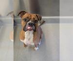 EUGENE - Male Boxer Dog for Adoption - Small photo