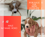 Puppy Puppy 1  ROKO Golden Retriever-Poodle (Toy) Mix