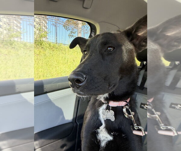 Medium Photo #7 Australian Kelpie-Unknown Mix Puppy For Sale in Boston, MA, USA