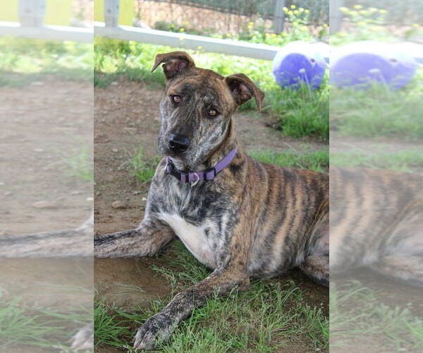 Medium Photo #3 Labrador Retriever-Whippet Mix Puppy For Sale in Evansville, IN, USA