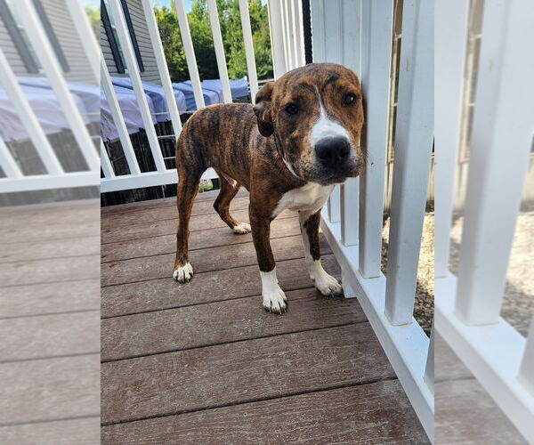 Medium Photo #1 Plott Hound-Unknown Mix Puppy For Sale in garner, NC, USA