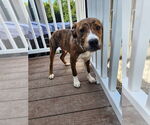 Small Plott Hound Mix